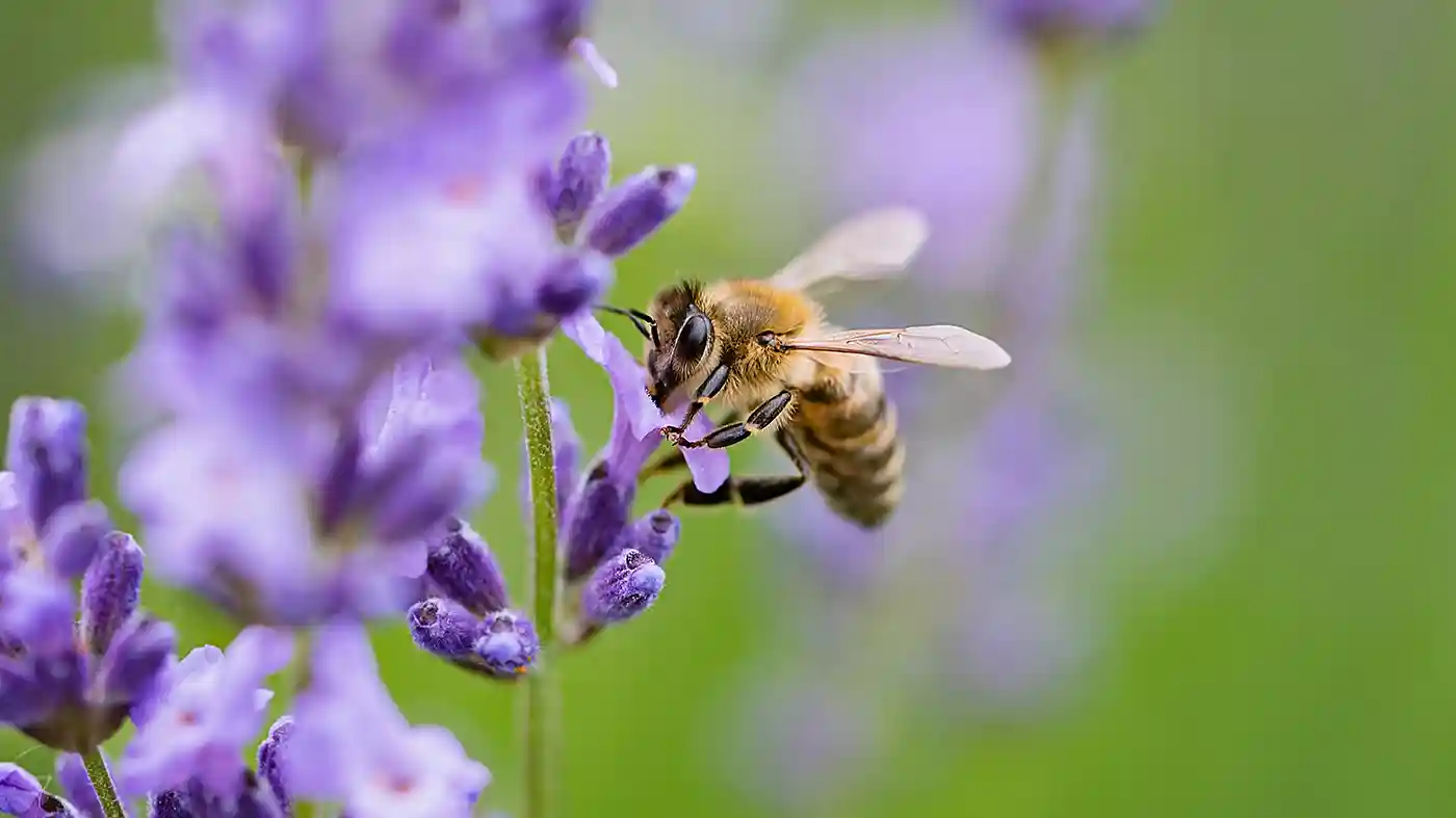 Bee sitting on purple flower