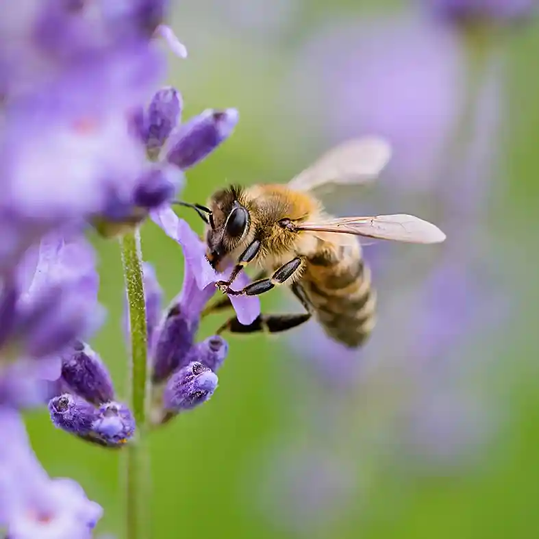 Bee sitting on purple flower