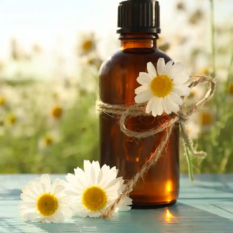 Chamomile flowers around an amber bottle with chamomile field in the background