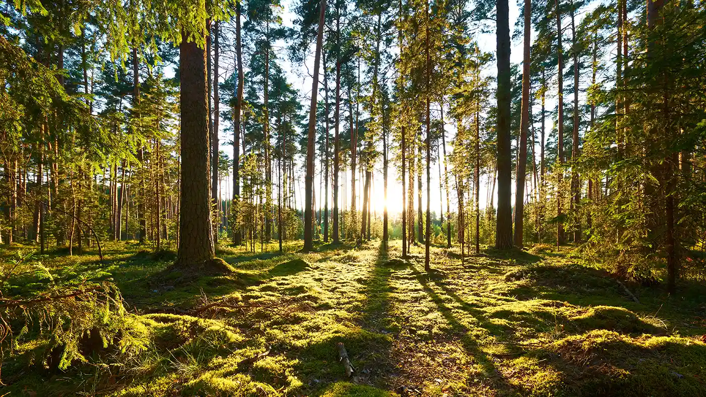 Forest of tall trees