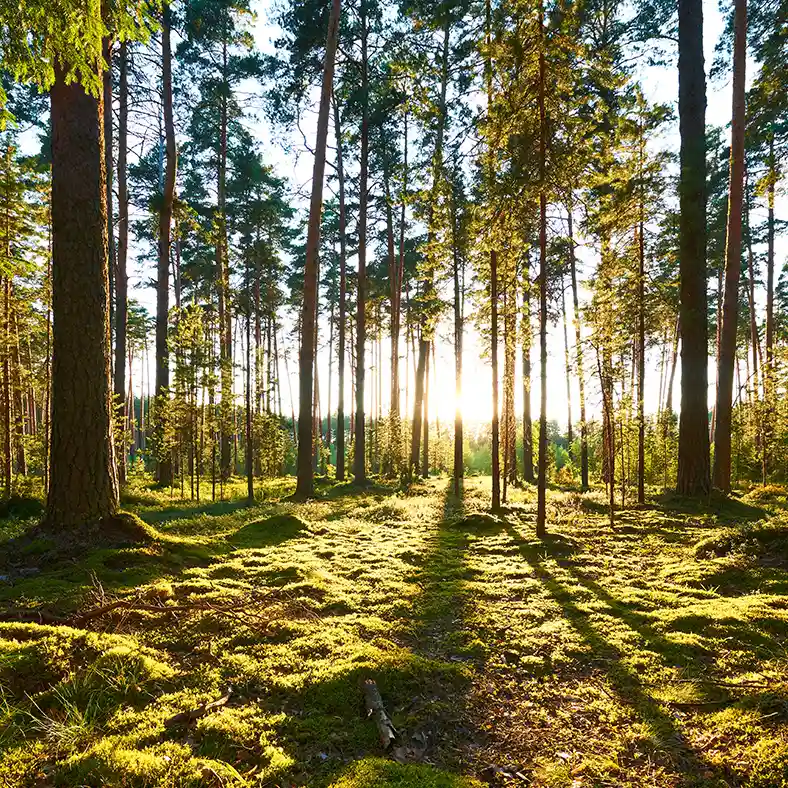 Forest of tall trees