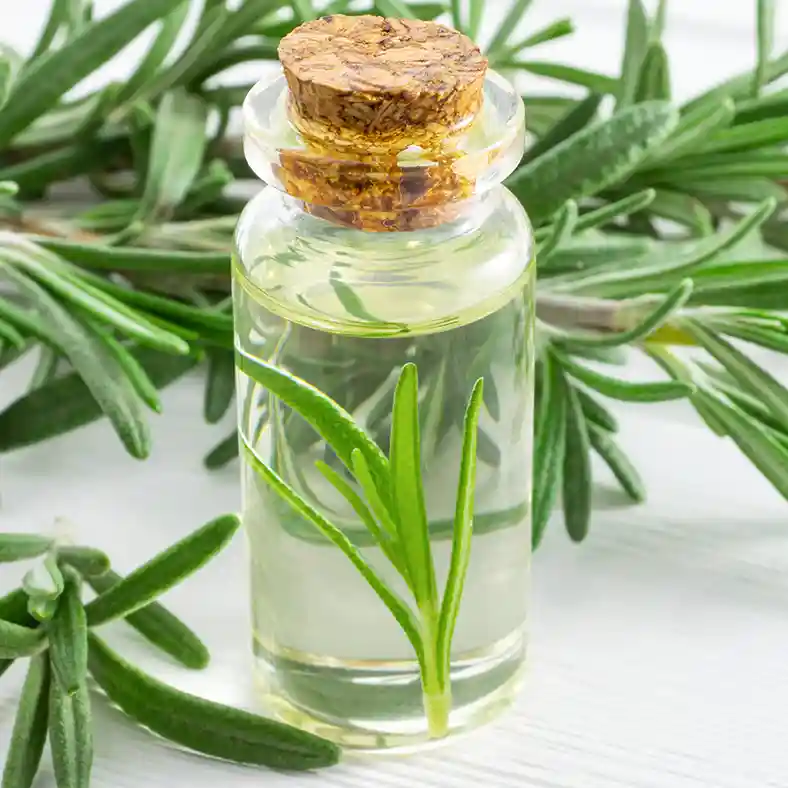 Rosemary twigs around glass bottle with cork