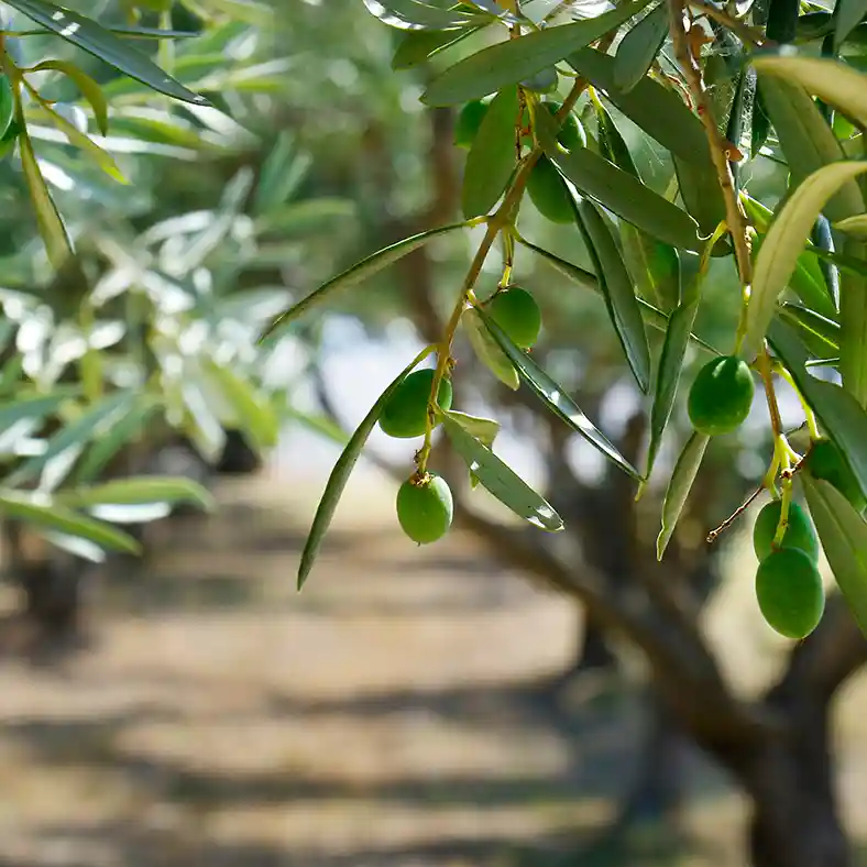 Rows of olive trees