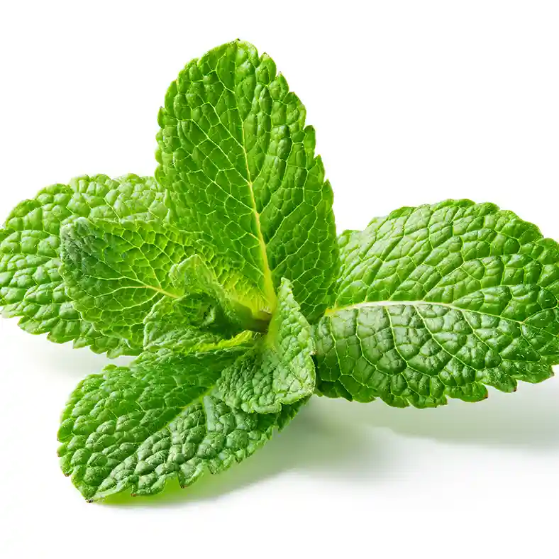 Spearmint leaves