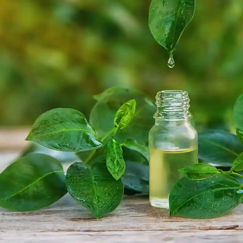 Tea Tree leaves dripping oil into glass bottle